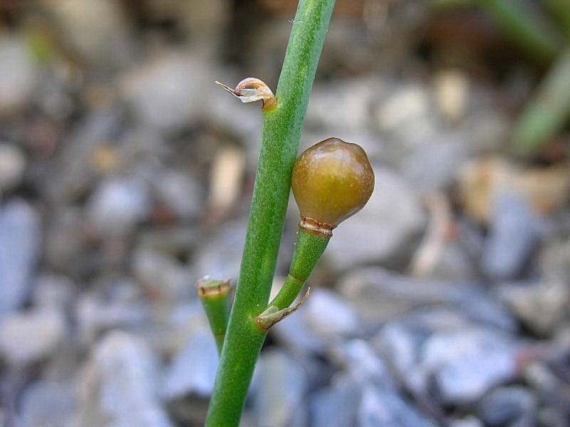 Asphodelus fistulosus / Asfodelo fistoloso